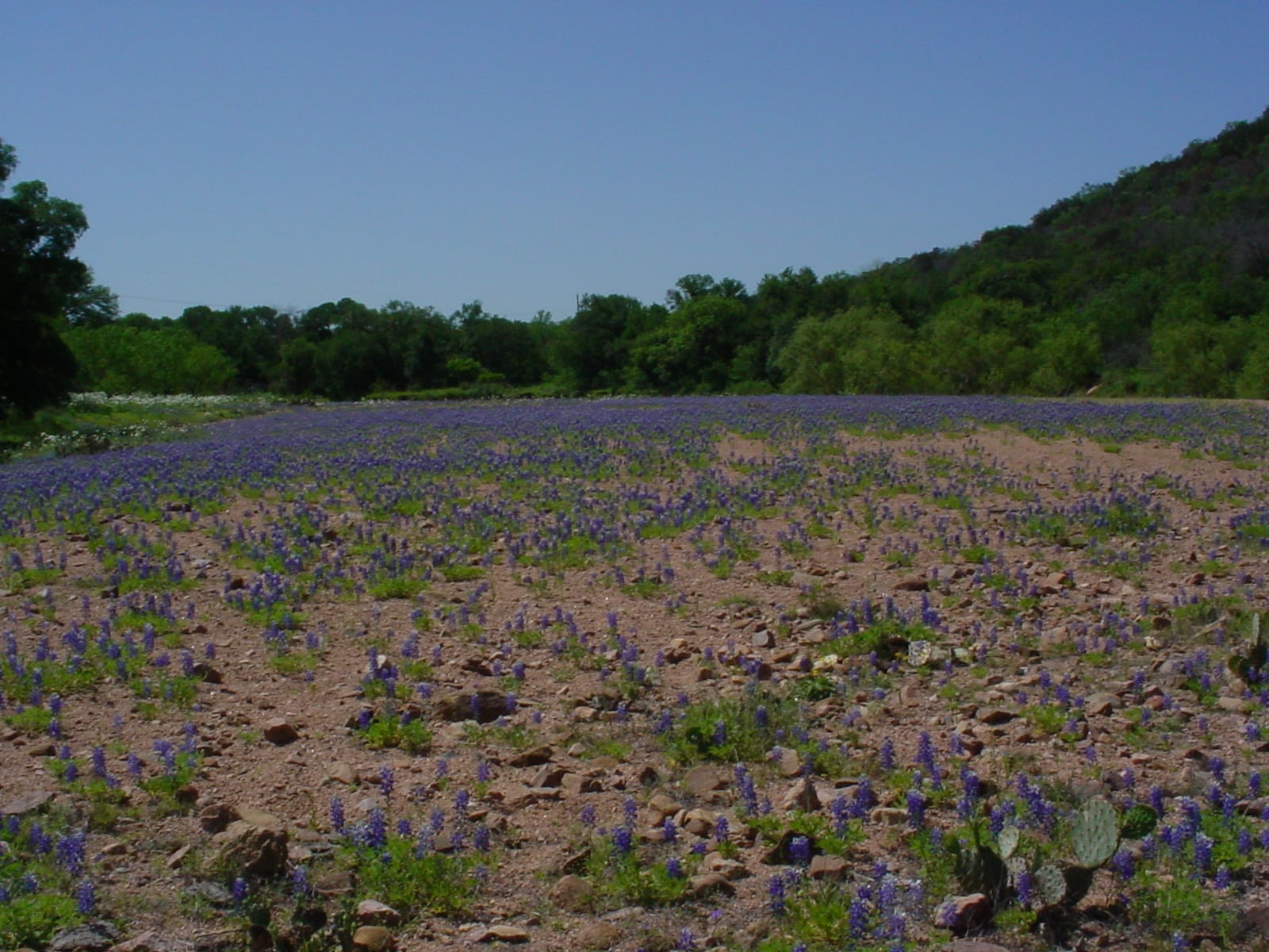Texas Hill Country Blue Bonnets Texas Hill Country Blue Bonnets