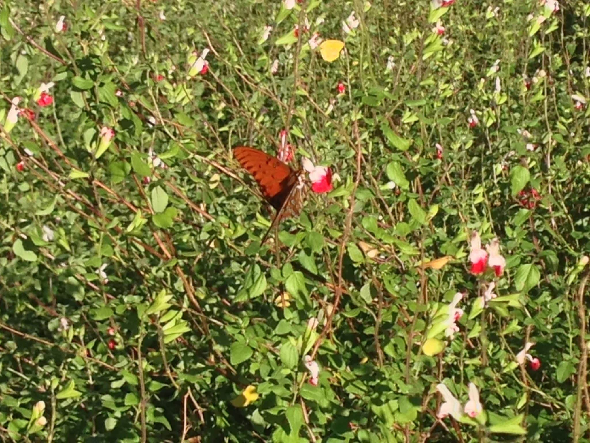La Hacienda Butterfly