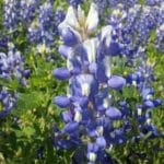 Texas Hill Country Blue Bonnets