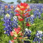 Texas Hill Country Blue Bonnets