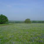 Texas Hill Country Blue Bonnets