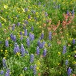 Texas Hill Country Blue Bonnets