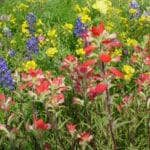 Texas Hill Country Blue Bonnets