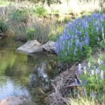 Texas Hill Country Blue Bonnets