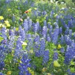 Texas Hill Country Blue Bonnets