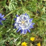 Texas Hill Country Blue Bonnets