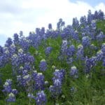 Texas Hill Country Blue Bonnets