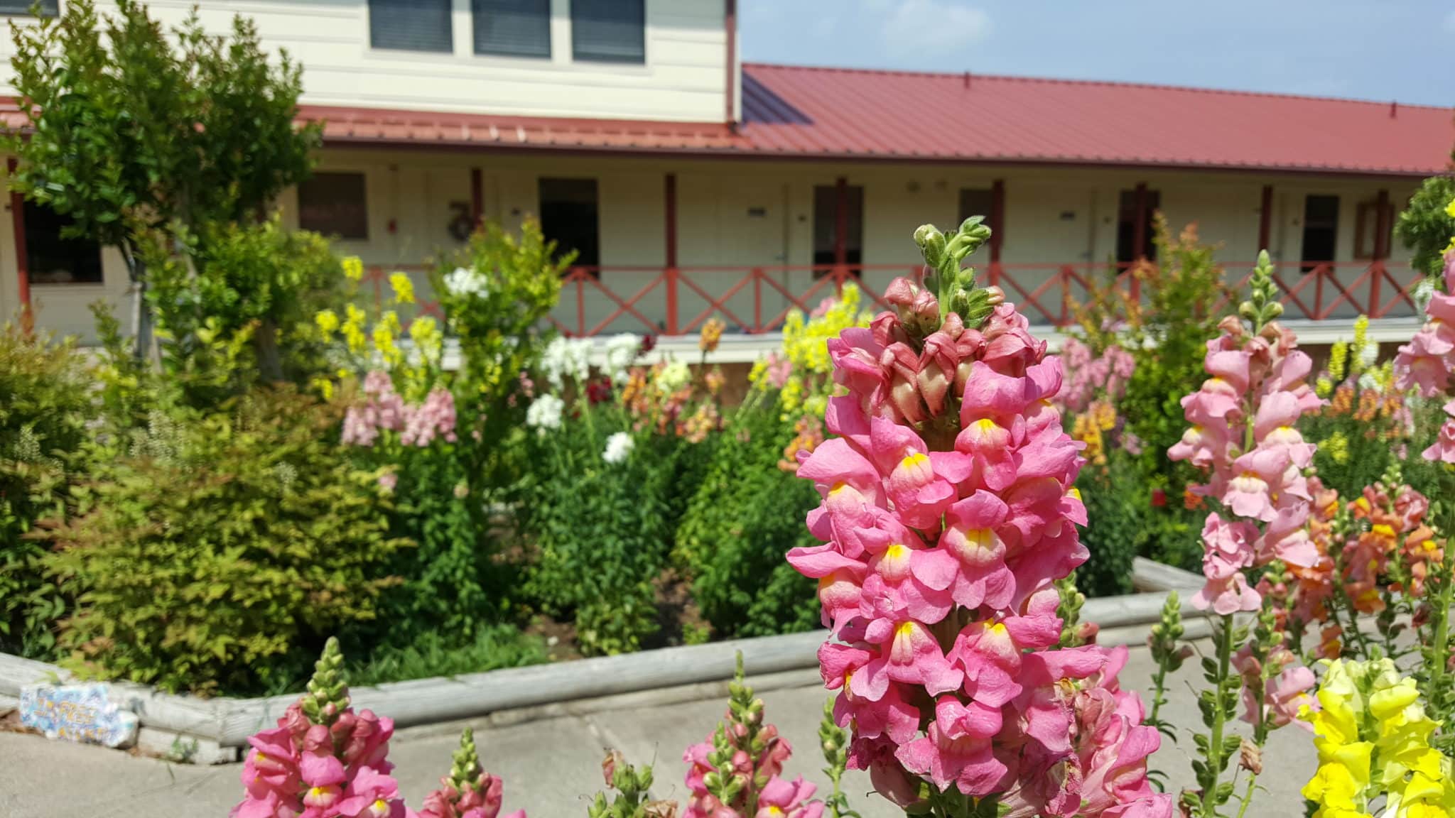 Snap Dragon flower in front of La Hacienda's Counselor Row