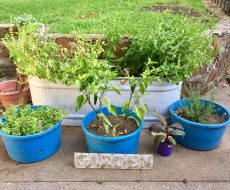 Simply Grace House Therapy Garden in Tyler, Texas