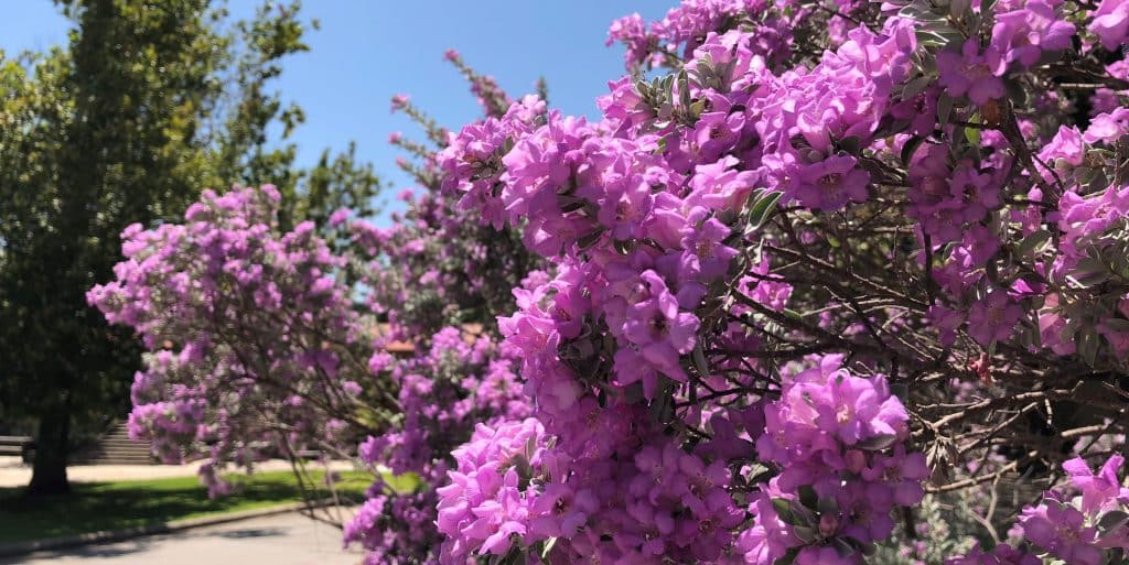 Cenizo or Texas Sage puts on a showy celebration after a summer rain.