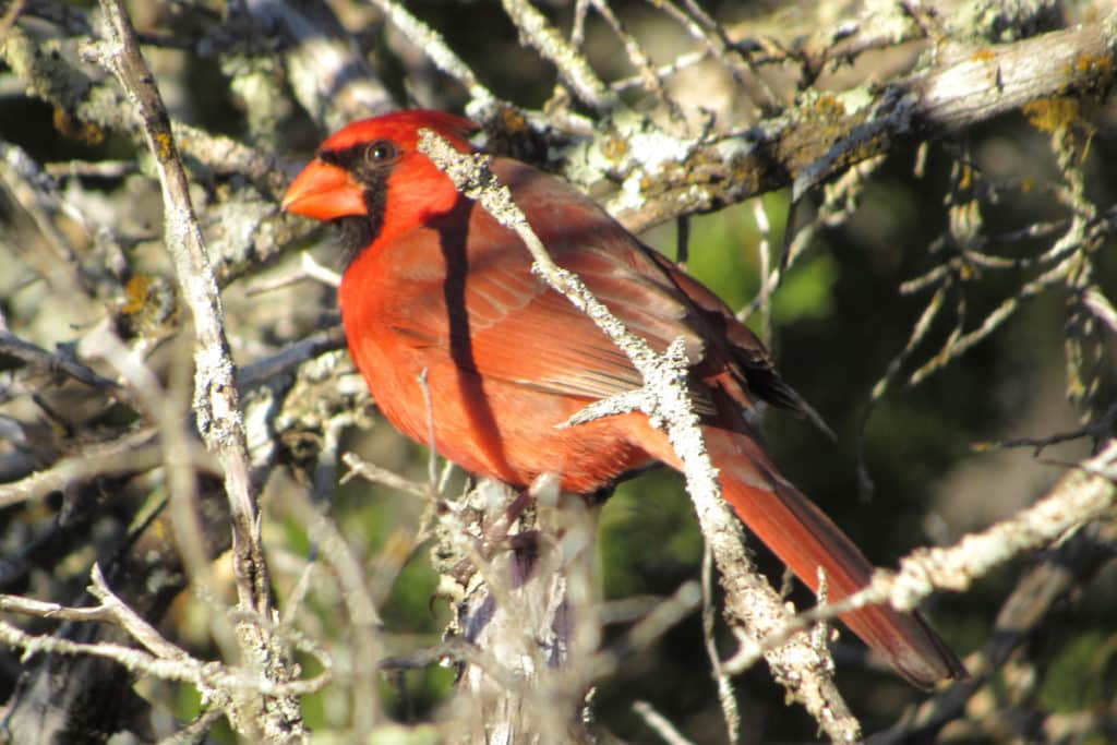 A male cardinal in a tree on Serenity Hill
