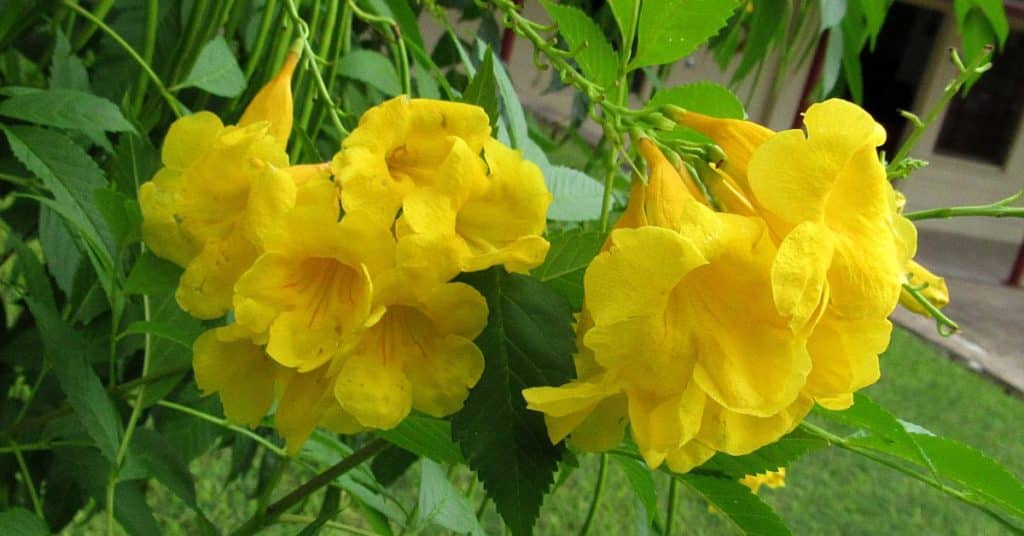 Esperanza blossoms cover the plant in bright yellow during the summer and early fall.