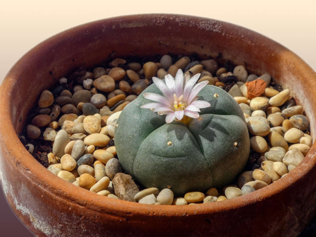 Peyote Cactus | La Hacienda