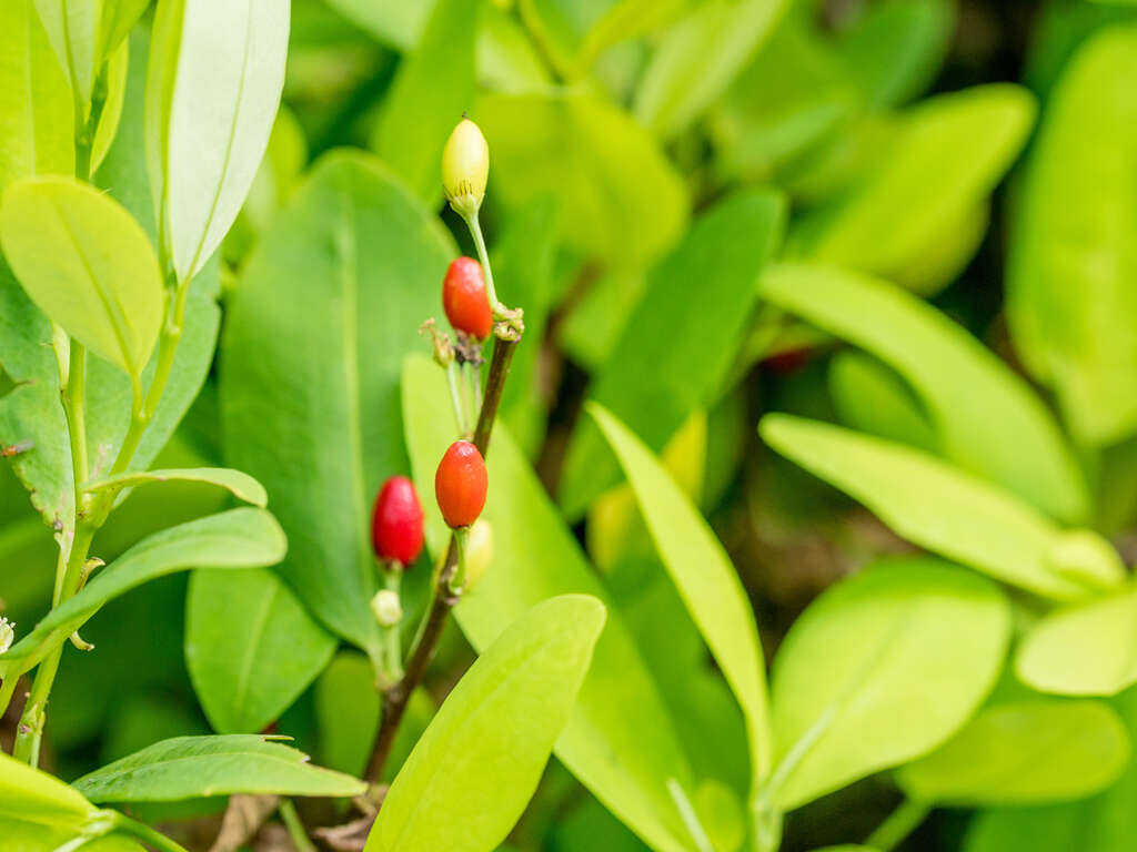 Leaves Of The Coca Plant Native To South America | La Hacienda