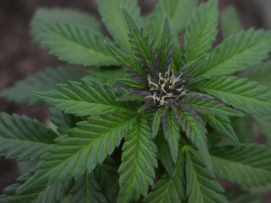 Synthetic Marijuana | La Hacienda