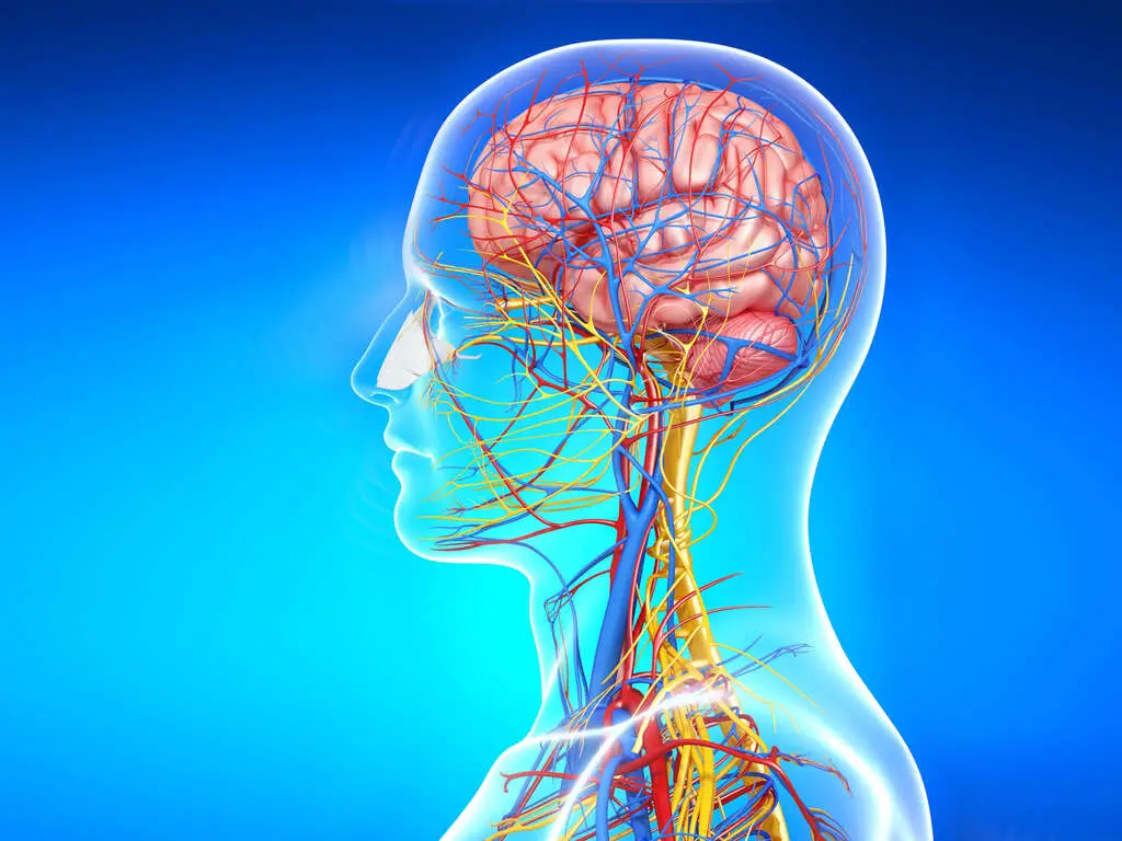 How Long Does Adderall Stay | La Hacienda