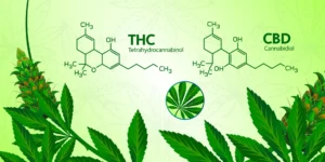 CBD vs THC | La Hacienda
