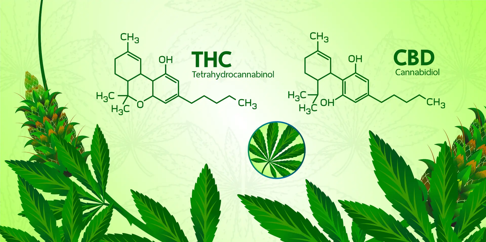 CBD vs THC | La Hacienda